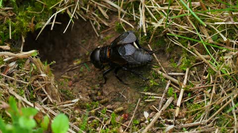 Singing Cricket | Cricket fight