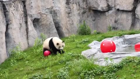 giant panda