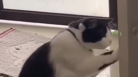 Funny cat Jabbing