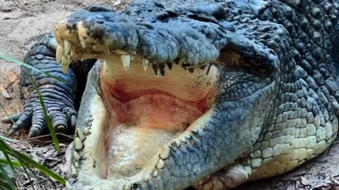 Crocodile 🐊 mouth 😳