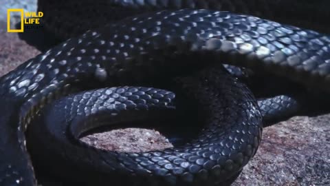 Deadly Snakes - Australia, हिन्दी डॉक्यूमेंट्री | Wildlife documentary in Hindi