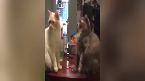 Funny cat's moments and entertainment Part 1