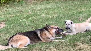 German Shepherd sharing stick w Puppy