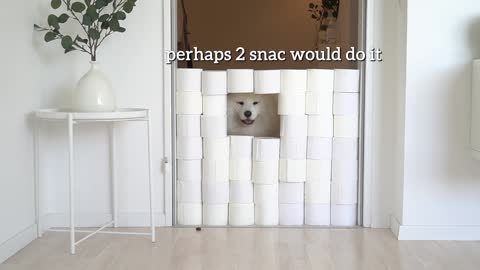 My Dog’s Reaction To The Toilet Paper Wall Challenge