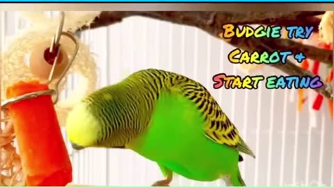 How to tame your budgie | parakeet