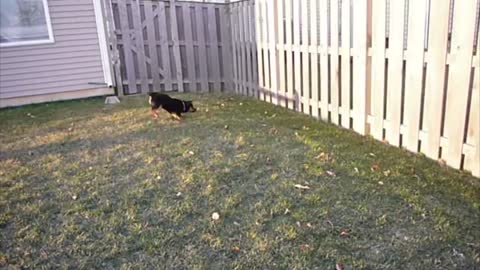 Kids And Animals Who Are Terrified Of Their Groundhog's Day Shadows