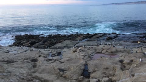 Sea Lions at Point La Jolla II