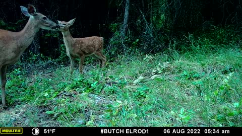 Whitetail Fawn