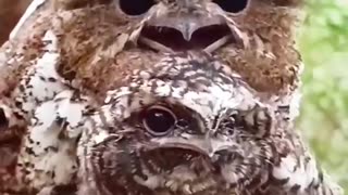 The Great Potoo: Master of Camouflage Revealed!