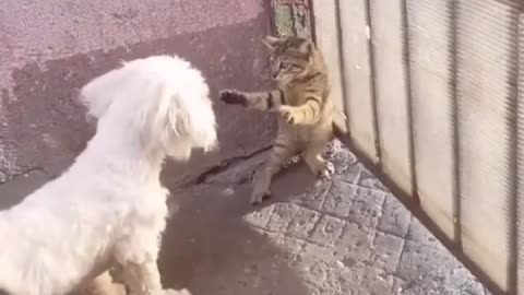 Daily life of funny pets