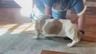 Basset Hound Helps Dad Lay Laminate