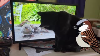 BIRD WATCHING CAT : CAT ENJOYS A "SNOW DAY" WATCHING YOUTUBE