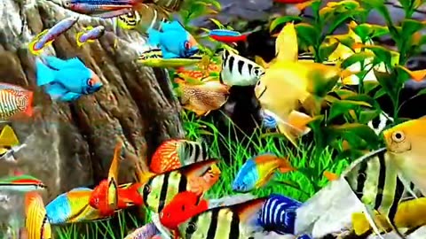 Beauty Of Acquam Fishes