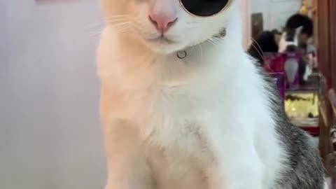 Cat style to wear goggle