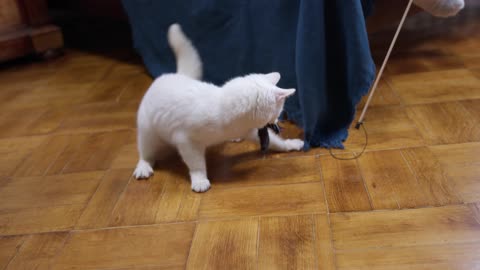 Beautifull white cat palying with Toy of baby