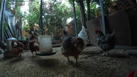 Backyard Chickens Fun Relaxing Video Sounds Noises Hens Roosters!