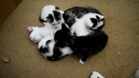 Everyone loves kittens