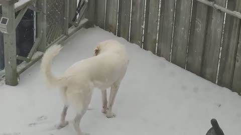 Has anyone ever had a dog that eat snow?