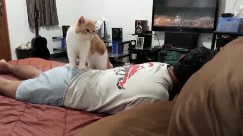 Massaging Cat - Happy Cat, Happy Hooman