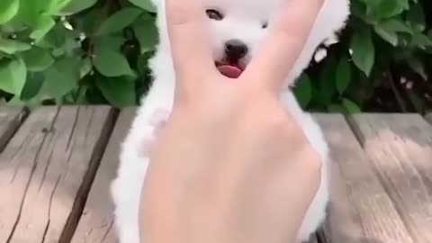 Cute cat video