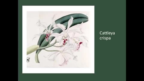 Crop Road Show 3 S2 Cattleya percivaliana, Cattleya crispa and Cattleya iricolor
