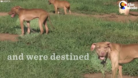 Dog Fighting Rescue: Puppies Rescued From Illegal Dogfights | The Dodo