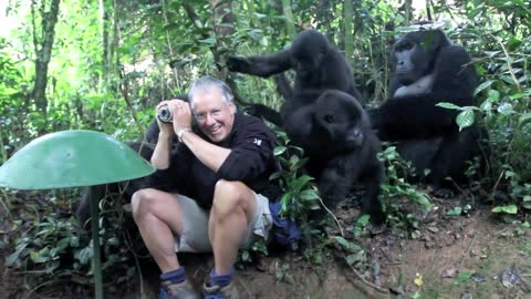 Touched by a Wild Mountain Gorilla (short)