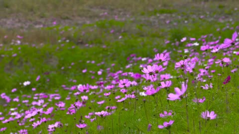 Sound of Nature, excellent therapy against stress!!