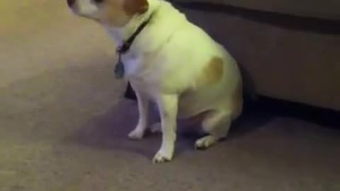 Try not to laugh at this dancing dog