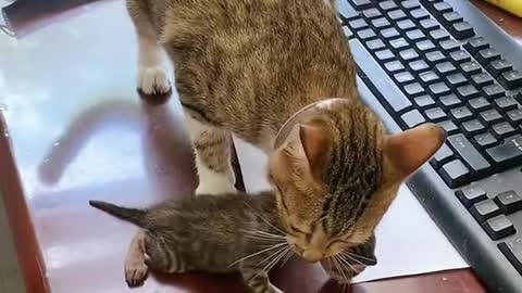 Don’t touch my baby…#pet #cat #catsoftiktok #funny #cute #foryou