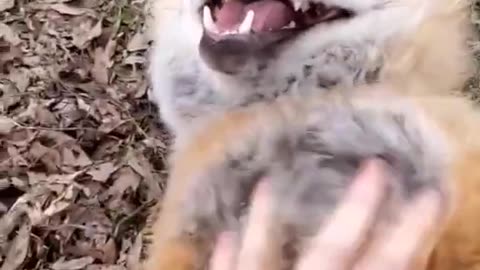 Fox laugh Like Baby 👶