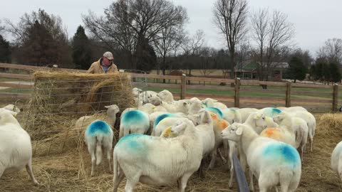 Catch up day on the farm