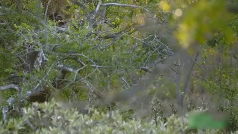 «Fatal Mistake When Cheetah Despises The Speed Of Lion - Lion VS Cheetah Leopard, Antelope»