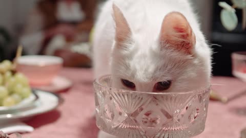 Cute white cat drinking water