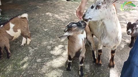 Cute and Funny Sheep