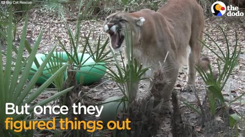 Rescued Big Cats Are So Excited About Their New Toys