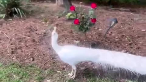 White peacocks are the object of admiration and interest of many people. e