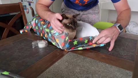 How to wrap your cat mery