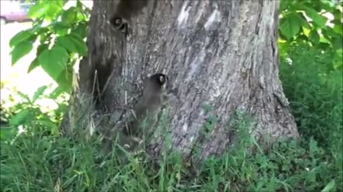 Raccoons BEING CHEEKY - FUNNY COMPILATION😂😂😂