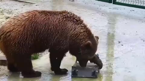brown bear playing with scooter