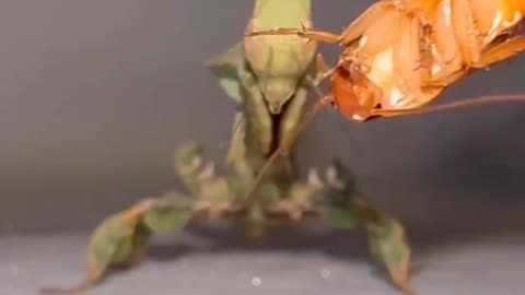 Praying Mantis eating lunch