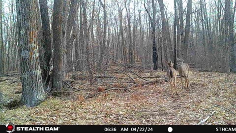 Deer, a bear, and a squirrel