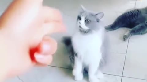 funny cat video 4