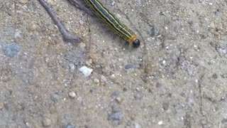 Yellow necked caterpillar