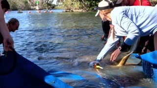 Rescuers Release Dozen Orphaned Manatees Back To The Wild In A Single Day 6