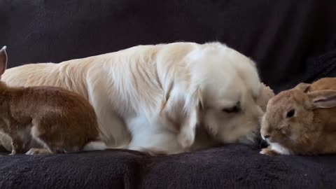 Funny Dog Plays with Rabbits on the Couch