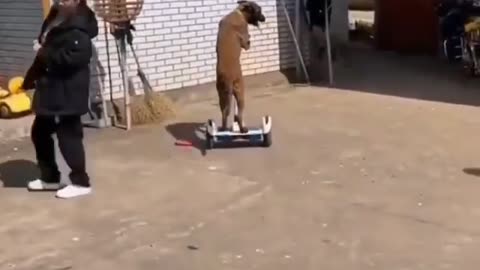 Funny Dog riding a Hoverboard