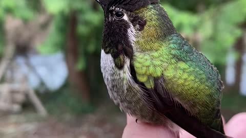 Hummingbird Showcases Reflective Feather Color Changes