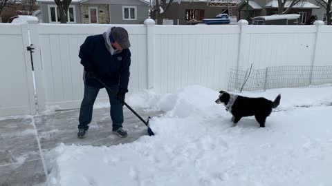 Man Shovels Snow So Border Collie Can Play