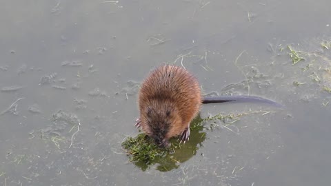 Muskrats